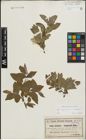 Foto von Salix lapponum L. x Salix silesiaca Willd.